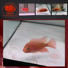 Super Red Monkey- Female Flowerhorn Fish – Premium Quality – Live Aquarium picture