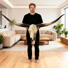 70In Longhorn Wall Decor, Extra Large Authentic Croissant，Cow Skull Wall Decor，C picture