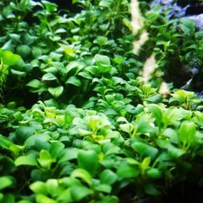 1 Anubias Nana Petite Plant live aquarium plants beautiful FREE S/H Rare picture