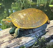 Red Eared Slider Turtle …8”(nose to tail) …taxidermy  Mount…Reptile picture
