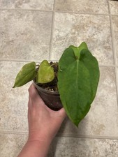 fort Sherman x blue pap anthurium  picture