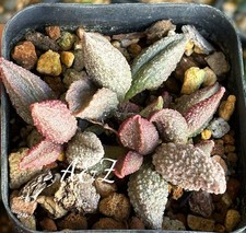 adromischus Hybrid in 2”pot picture