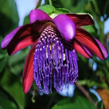 10 GIANT GRANADILLA SEEDS Passiflora quadrangularis Passionfruit Flower Plant picture