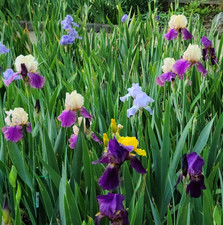 20x Starter Bulb/Rhizomes - MIXED VARIETIES/COLORS BEARDED IRIS - FRESH picture
