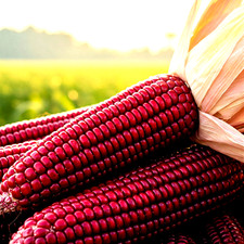 100+ STRAWBERRY RARE RUBY CORN SEEDS RED HEIRLOOM NON-GMO POPCORN  picture