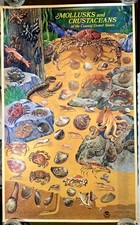 Vintage 1978 Mollusks and Crustaceans of the Coastal United States NOAA Poster picture