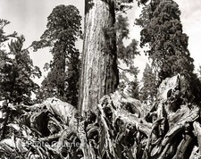 1944/80 Vintage ANSEL ADAMS Landscape Yosemite Redwood Roots Tritone Photo Art picture