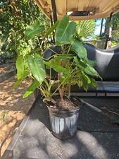 XL Philodendron Burle Marx Live Plant Green Leaf rooted multi grow  picture