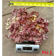 RARE FIJI LIVE ROCKS AMAZING QUALITY REEF AQUARIUM TANK YOU PICKss picture