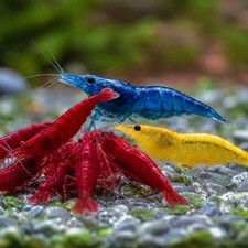 7 Yellow 7 Fire Red 7 Blue Dream Neocaridina Shrimp Live +  USA picture