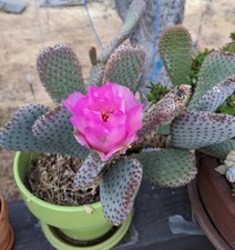 Beavertail Cactus (Opuntia Basilaris) Fresh Cutting 4-6 inches picture