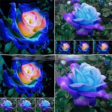 Midnight Blue, Black, Duo Color Rose 100 Seeds~ Rare-Free Shipping-USA Seller picture