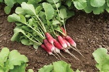 French Breakfast Radish Seeds, NON-GMO, Fast Harvest, Variety Sizes,  picture