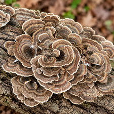 Turkey Tail Mushroom Trametes Versicolor Dried Natural 100g Wildcrafted Herb picture