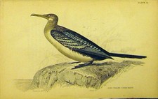 Original Old Antique Print Crested Tern Bird C1880 Hand Coloured Lizars 19th picture