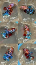Pack Of 5 Live Betta Fish - Female Sorority HMPK Galaxy Koi - USA Seller picture