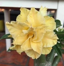 3 Mystery color Desert Rose  Plant variety of colors 10-12 month plants. picture