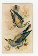 1880s-90s Arm & Hammer Beautiful Birds Nuttcracker Trade Card F210 picture