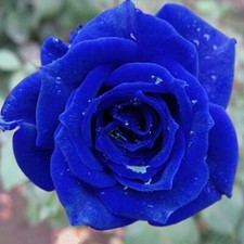 20 SEEDS for Navy Blue RARE Rose hybrid tea flower Bush exotic plant USA Seller picture