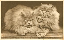 Cats 'Champions' Long Haired Grey Persians RPPC Postcard Antique 1945 Real Photo picture
