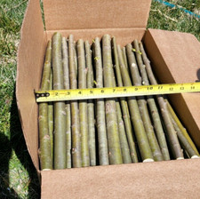 25 Huge Austree Hybrid Willow Cuttings Fast Growing Privacy Tree Hedge 18 inch picture