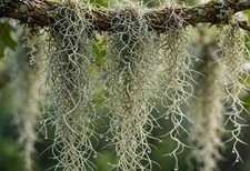 Freshest Live Spanish Moss 1 Gallon STUFFED Tillandsia  picture