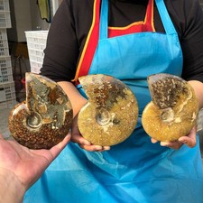 3pcs 4.2LB Natural Whole Ammonite Fossilized Crystal Mineral Specimen Healing picture