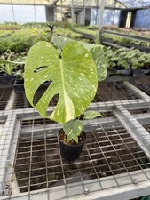 Monstera Thai constellation live plant , Variegated Monstera- in 4