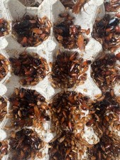 Red Runner Roaches (Blatta lateralis) Reptile Feeders Live Arrival Guaranteed picture