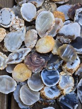 Oco Agate Geode Cut Halves and Slices - 1 Pound Lb - Solid Agate Tumbling Rough picture