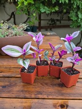2 Rare Pink Tradescantia Nanouk Wandering Jew  Live Indoor Plants  in 2