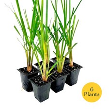Dwarf White Pampas Grass (Cortaderia selloana ‘Pumila’) in 3.5