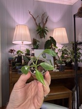 Philodendron Spiritus Sancti 2.5” picture