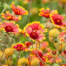 Blanket Flower INDIAN BLANKET Meadow Garden USA HEIRLOOM Non-GMO 200 Seeds picture