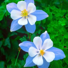 Blue Star Columbine Seeds | Heirloom |  | Flower Seeds | 1214 picture