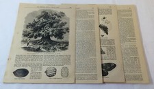 1880 article ~ NUTS AND NUT BEARING TREES picture