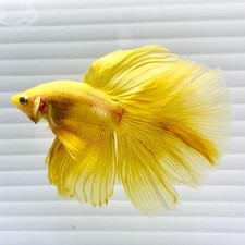 US SELLER (NEW) Male Super Yellow 🟡 Halfmoon Betta Imported from Thailand picture