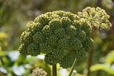 ANGELICA  GREAT 80+ SEEDS | PERENNIAL MED HERB (Angelica Atropurpurea) RARE picture