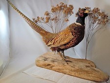 Ringneck Pheasant Taxidermy Standing Wood Base Dried Baby's Breath Flowers 1980s picture