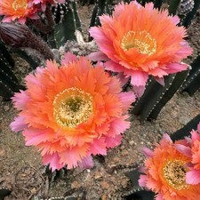 3-4cm Cactus Plants Echinopsis 'Schick Hybrids Garden Flowering Succulent Plants picture