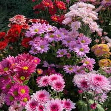 200 PCS Mixed Perennial Chrysanthemum Seeds. picture