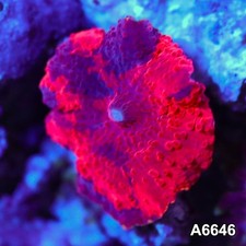 Item#A6646IN6646(S) WYSIWYG Western Australia Ultra Unique Deadpool Mushroom picture