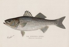 S F Denton 1896 Striped Bass 13x19 Print Sporting Fishing Fish picture