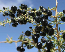 Rare Live Black Goji Berry (Lycium ruthenicum) Plant - Black Wolf Berry picture