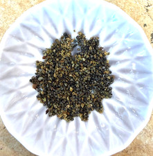 Pre-stratified Good King Henry Seeds (Blitum bonus-henricus) Qty: 20 picture