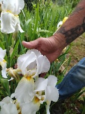 50x  Fresh Bearded Iris Rhizomes Mixed Varieties picture