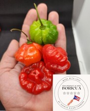 (Seeds) Aji Dulce Grandes de Puerto Rico, 100% Organic, Sofrito, Sweet Pepper picture