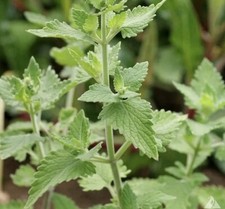 1500+ Catnip Seeds (Nepeta cataria) - Herb Seeds | USA picture
