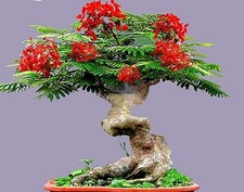 Flamboyant Flame Tree Seeds to Grow | 20 Seeds | Delonix regia, Prized Bonsai picture