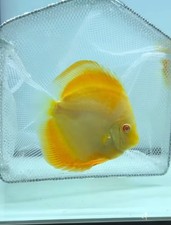 Albino Yellow Diamond 3.5-4